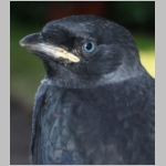 Corvus monedula - Dohle 14b - jung.jpg